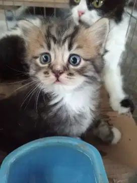 Kitten Persia medium