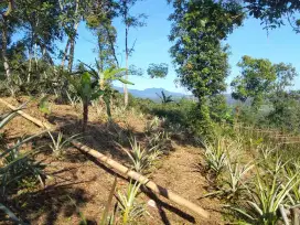 Dijual murah tanah kebun dan sawah