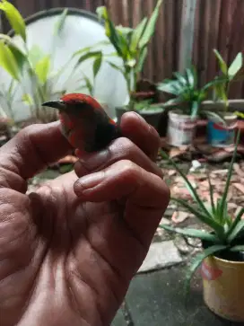 Kemade Jawa trotol merah