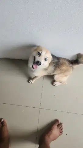 Pomsky (pom mix huskyjantan)