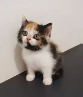 Kitten pure bsh