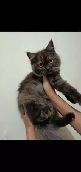 Lepas adopt kitten mix British Himalaya