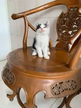 British shorthair