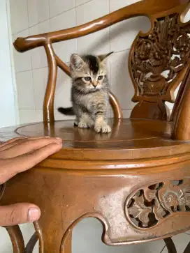 British shorthair golden