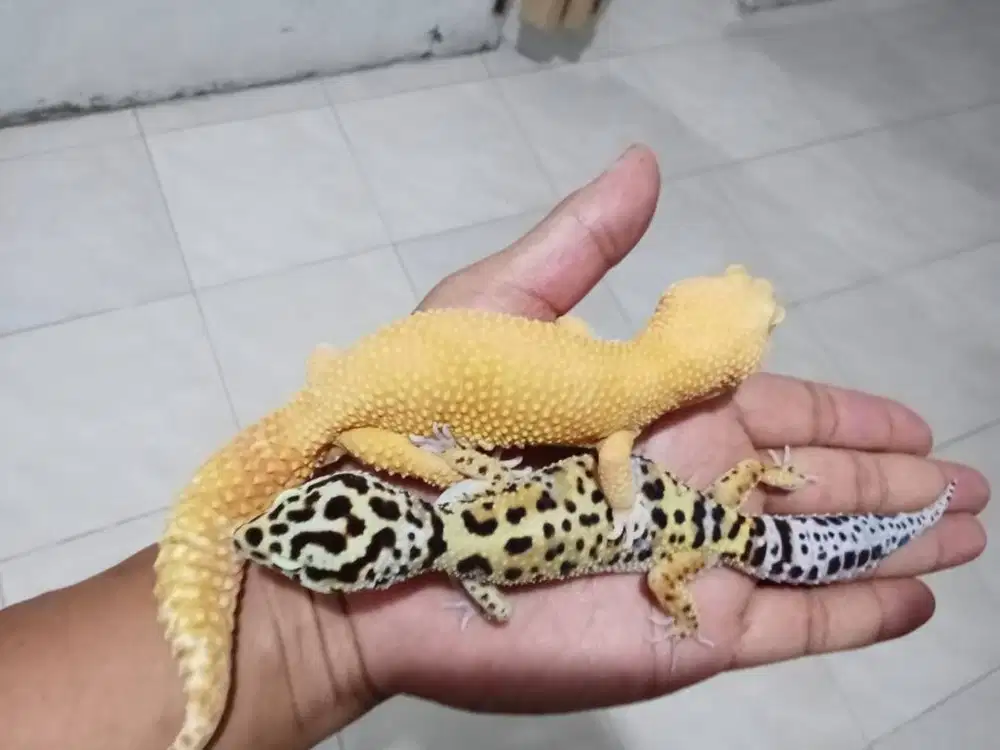 Gecko Sunglow dan Leopard Jumbo sepasang
