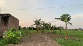 Dijual cepat sawah di desa Gatak