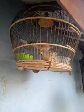 Kukur ketekan Ngoar (gacor)