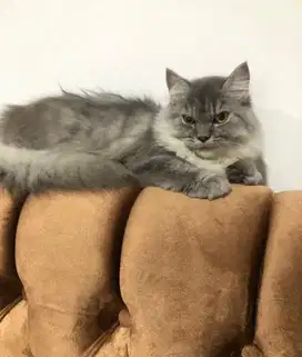 KUCING PERSIA HIMALAYA