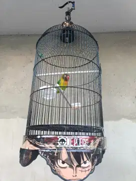 LOVEBIRD TOPENG GACORAN FULLSET