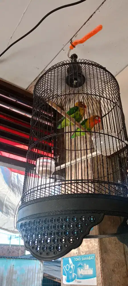 Burung Lovebird sepasang sama kandang