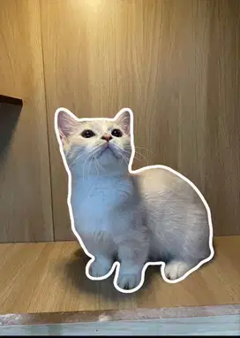 Kitten Bsh x Munchkin