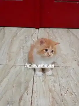 KITTEN PERSIA LONGHAIR SUPER