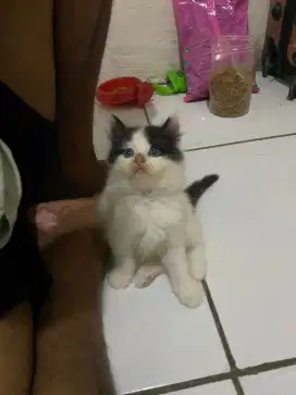 KITTEN PERSIA LONGHAIR SUPER