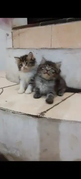 KITTEN PERSIA LONGHAIR SUPER