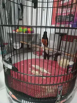 Bismillah,, djual cepet murai kesayangan