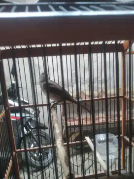Jual burung curucuk
