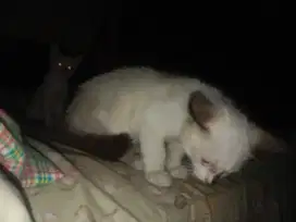Dua kucing Siam himalaya