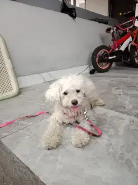 Toy Poodle White Jantan stb