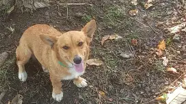 Indukan corgi betina 1 th