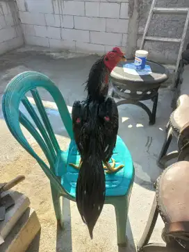 Jual ayam bangkok