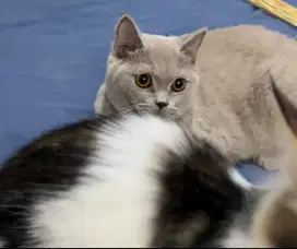 Kucing british shorthair bsh british short hair