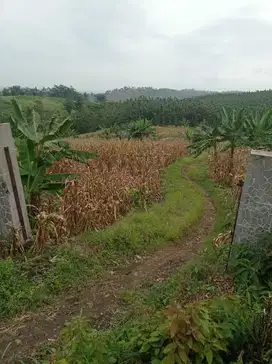 DIJUAL TANAH ZONA KUNING UNTUK PERUMAHAN/ GUDANG, WELERI KENDAL