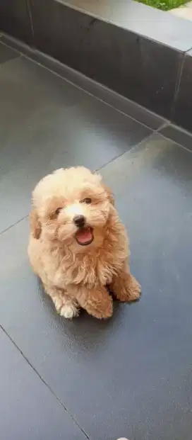 MALTEPOO / MALTESE MIX POODLE