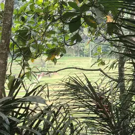Di jual kebun produktif view sawah dan gunung