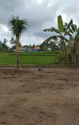 tanah super murah di pejeng full view sawah abadi kiri kana