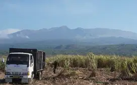JUAL SEGERA TANAH MURAH PERKEBUNAN PANGGUNGREJO BLITAR
