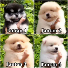 Mini pom jantan puppy stambum