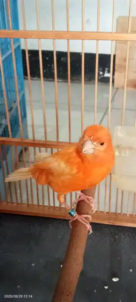 Burja Merlok betina siapa masuk kandak ternak, burung sehat mulus,