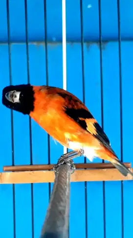 REDSISKIN WARNA MERAH GACOR SANGKAR KOSAN EBOD JAYA JERUJI FIBER