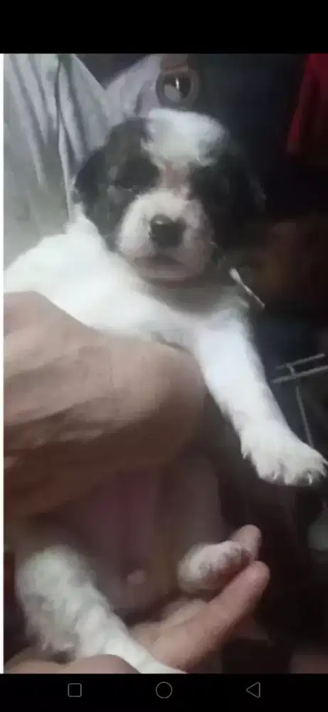 Anak anjing mix Golden