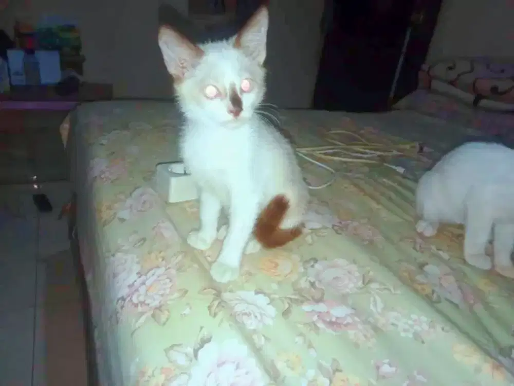 KUCING PERSIA MEDIUM