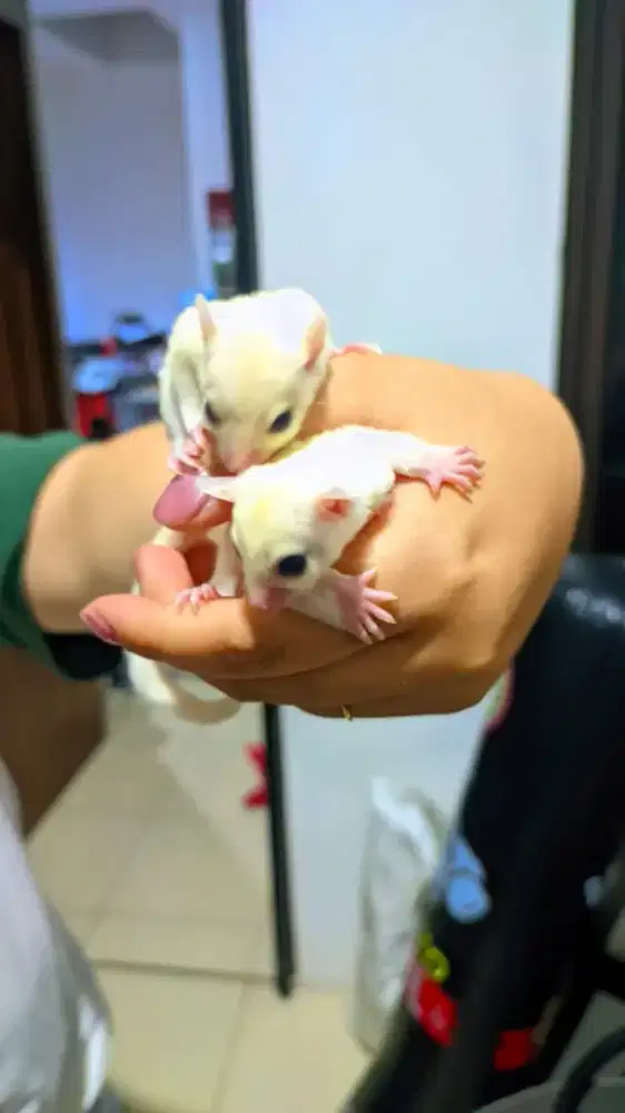 Sugar Glider Leucistic