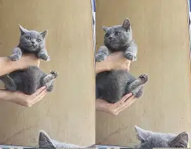 Bsh 3bulan jantan