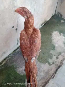 Ayam Bangkok ekor lidi