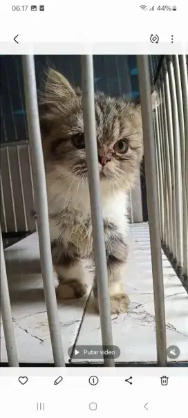 Kitten pwrsia ori
