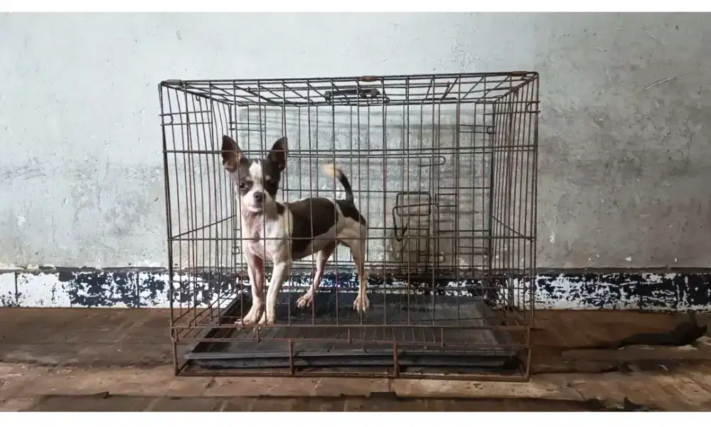 Pejantan chihuahua