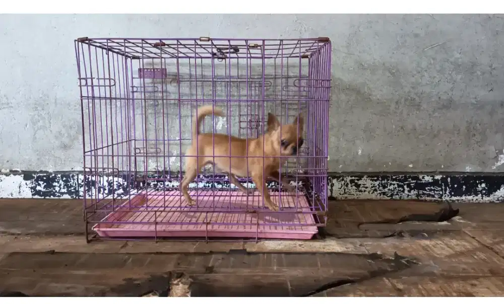 Jantan mini size