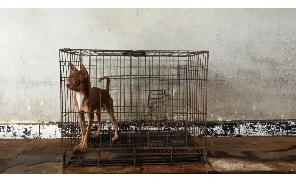 Chihuahua jantan