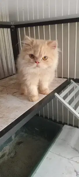 Persia jantan ori