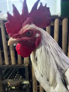 Ayam Bangkok Lamba
