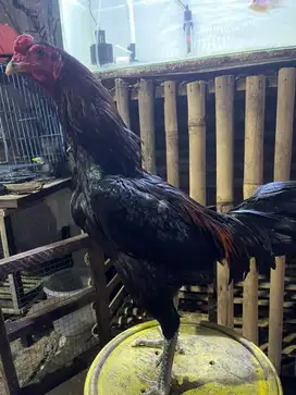 Ayam bangkok pakhoy