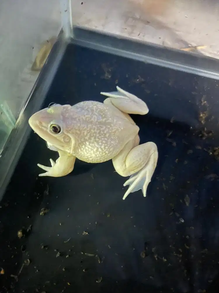 Asian Bullforg Albino