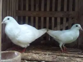 Induk merpati pos putih mulus