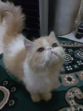 Peaknose Extream Betina