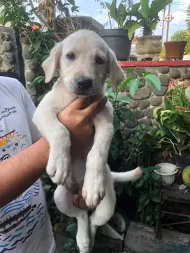 Labrador Retriever