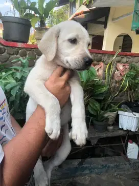 Labrador Retriever